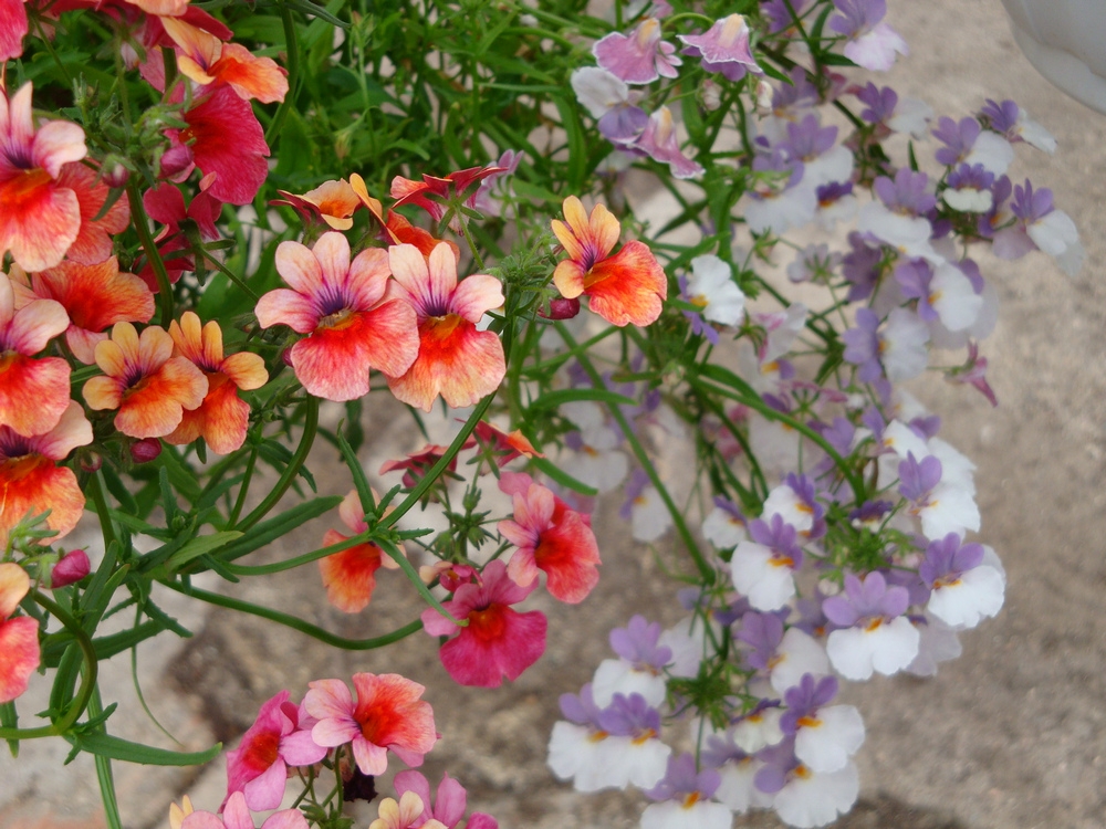 Цветок немезия фото посадка и уход в открытом грунте фото